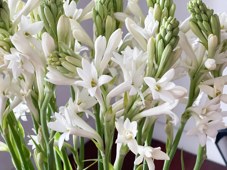 Tuberose (Polianthes tuberosa)
