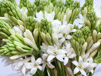 Tuberose (Polianthes tuberosa)