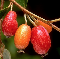 Tucker bush 'Millaa Millaa' (Elaeagnus triflora)