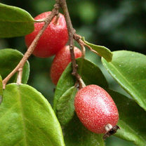 Tucker bush 'Millaa Millaa' (Elaeagnus triflora)