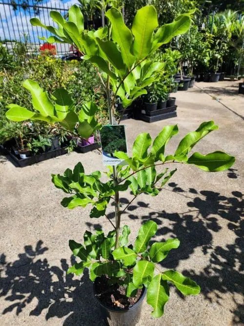 Shaggy Pea Bush (Phyllodium pulchellum) - Ladybird Nursery