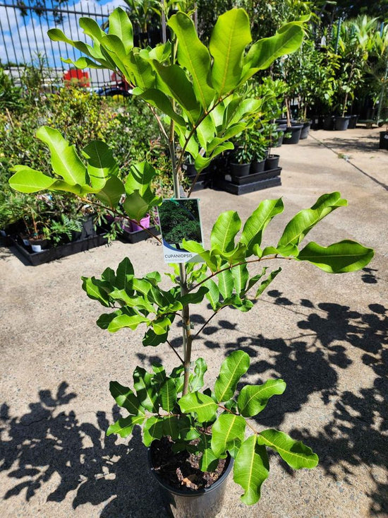 Tuckeroo Tree (Cupaniopsis anacardioides) Plant – Buy Now! – Ladybird ...