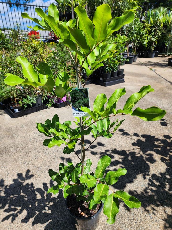 Tuckeroo Tree (Cupaniopsis anacardioides) Plant – Buy Now! – Ladybird ...