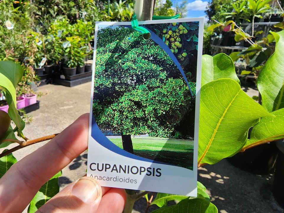 Tuckeroo Tree (Cupaniopsis anacardioides) - Ladybird Nursery