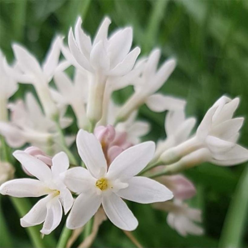 Society Garlic Ashanti Pearl (Tulbaghia violacea) - Ladybird Nursery