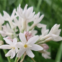 Society Garlic Ashanti Pearl (Tulbaghia violacea) - Ladybird Nursery