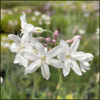 Society Garlic Ashanti Pearl (Tulbaghia violacea) - Ladybird Nursery