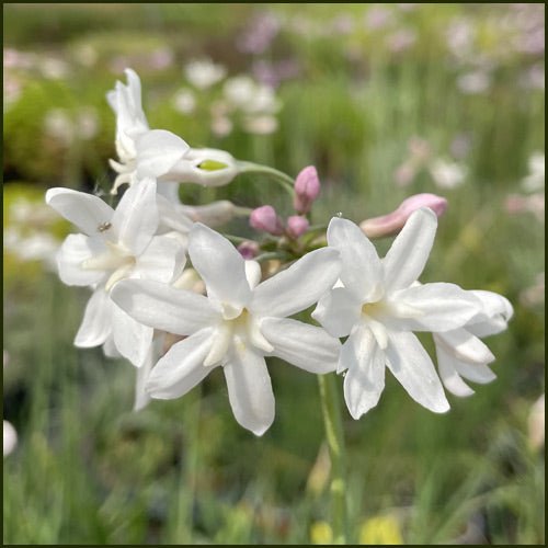 Society Garlic Ashanti Pearl (Tulbaghia violacea) - Ladybird Nursery