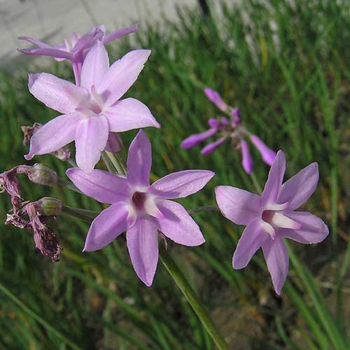 Society Garlic Purple Eye (Tulbaghia) - Ladybird Nursery