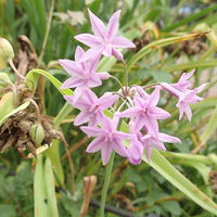Society Garlic Galaxy (Tulbaghia violacea) - Ladybird Nursery