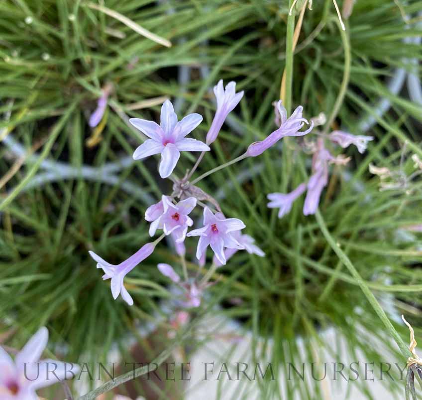 Society Garlic Fairy Star (Tulbaghia)