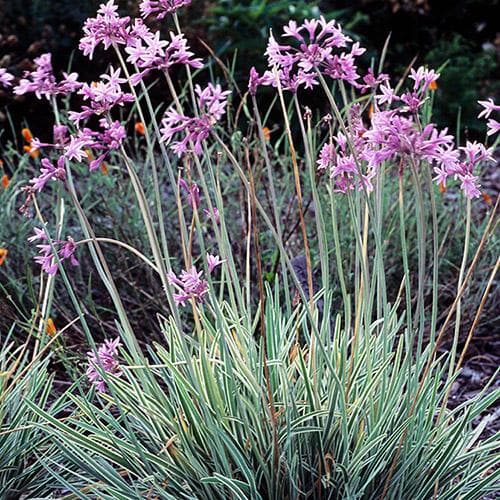 Society Garlic Variegated (Tulbaghia violacea variegata)