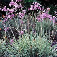 Society Garlic Variegated (Tulbaghia violacea variegata)