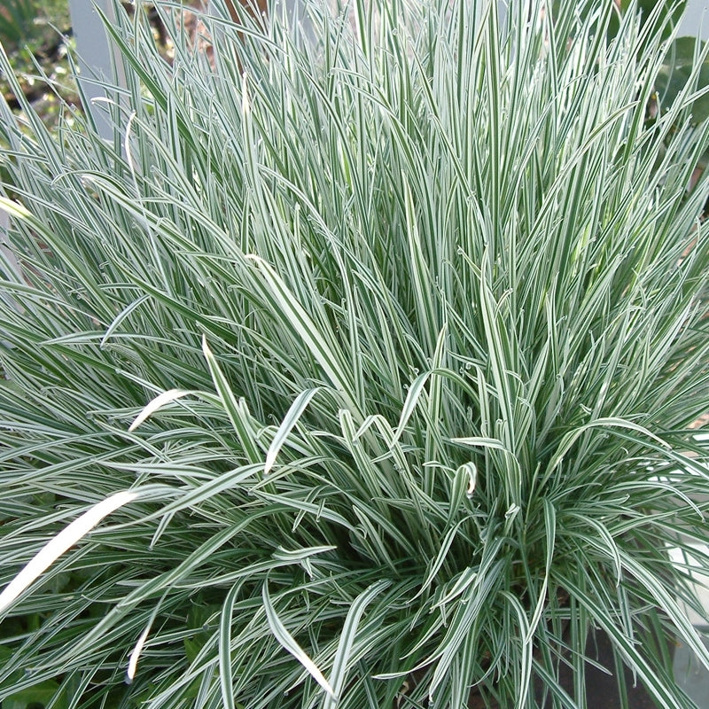 Society Garlic Silver Lace (Tulbaghia violacea)