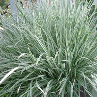 Society Garlic Silver Lace (Tulbaghia violacea)