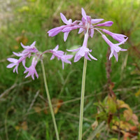 Society Garlic Galaxy (Tulbaghia violacea)