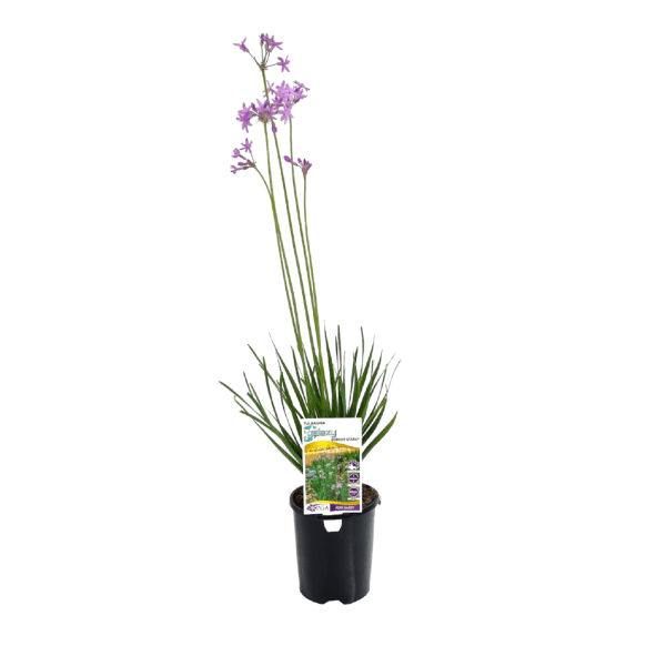 Society Garlic Galaxy (Tulbaghia violacea) - Ladybird Nursery