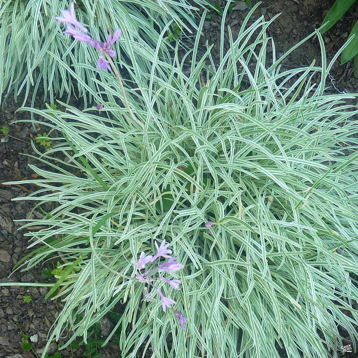 Society Garlic Silver Lace (Tulbaghia violacea)