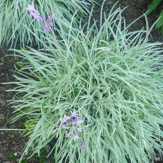 Society Garlic Silver Lace (Tulbaghia violacea)