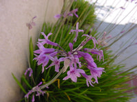 Society Garlic Starburst (Tulbaghia violacea)