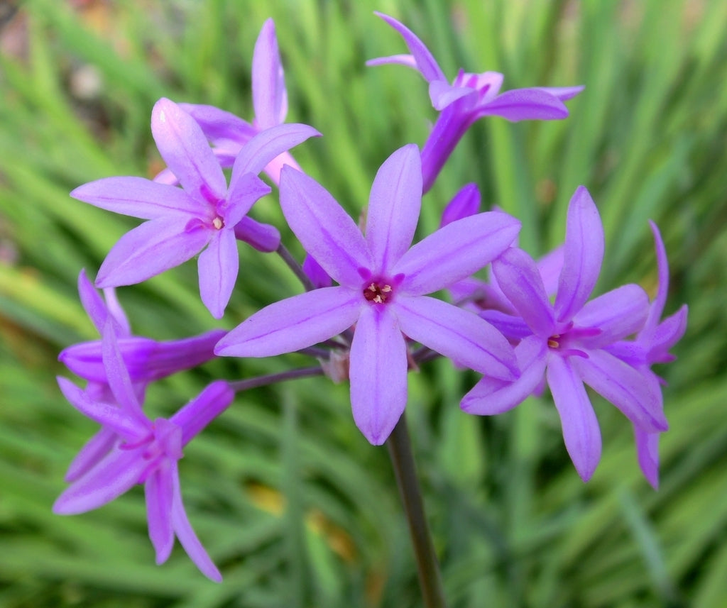 Society Garlic Purple Eye (Tulbaghia)