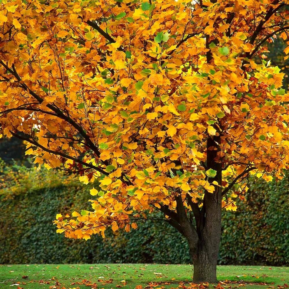 Tulip Tree (Liriodendron tulipifera) - Ladybird Nursery