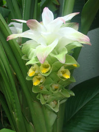 Tumeric Plant (Spice)