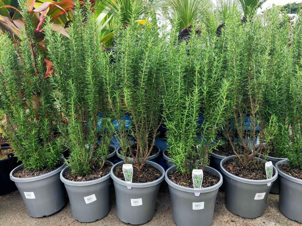 Rosemary (large size) - Ladybird Nursery