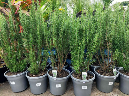 Rosemary (large size)