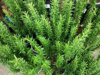 Rosemary (large size)