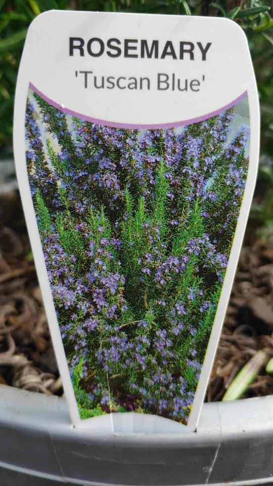 Rosemary (large size)