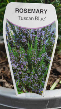 Rosemary (large size)