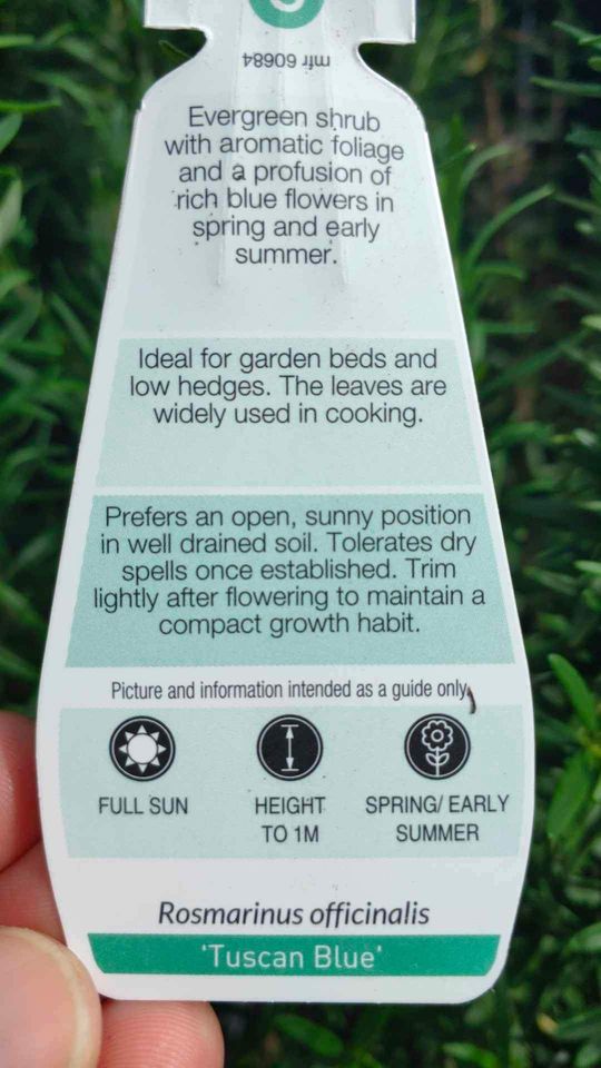 Rosemary (large size) - Ladybird Nursery