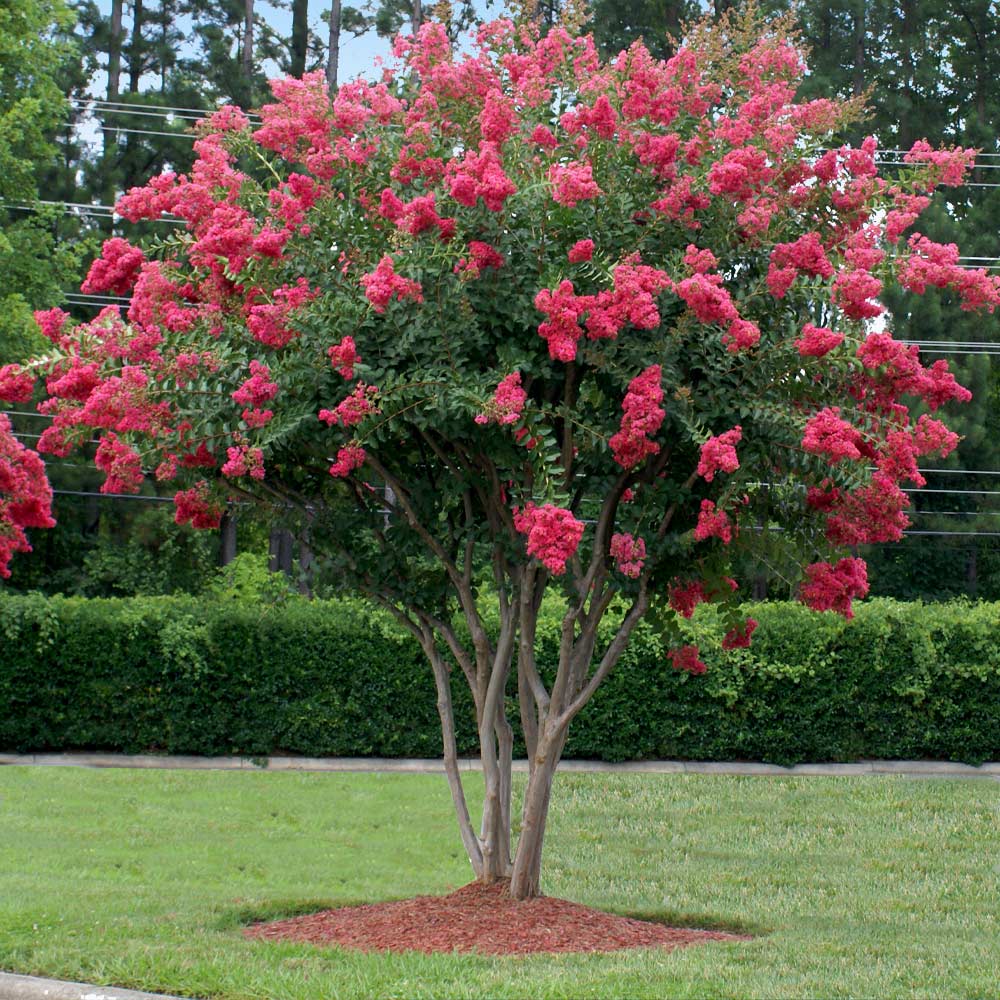 Crepe Myrtle Tuscarora (Lagerstroemia) - Advanced (PICK UP ONLY) - Ladybird Nursery