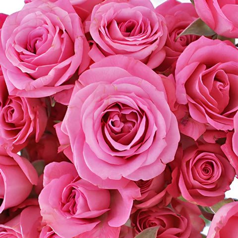 Rose Jewel Miniature Merlot (Rosa) - Ladybird Nursery