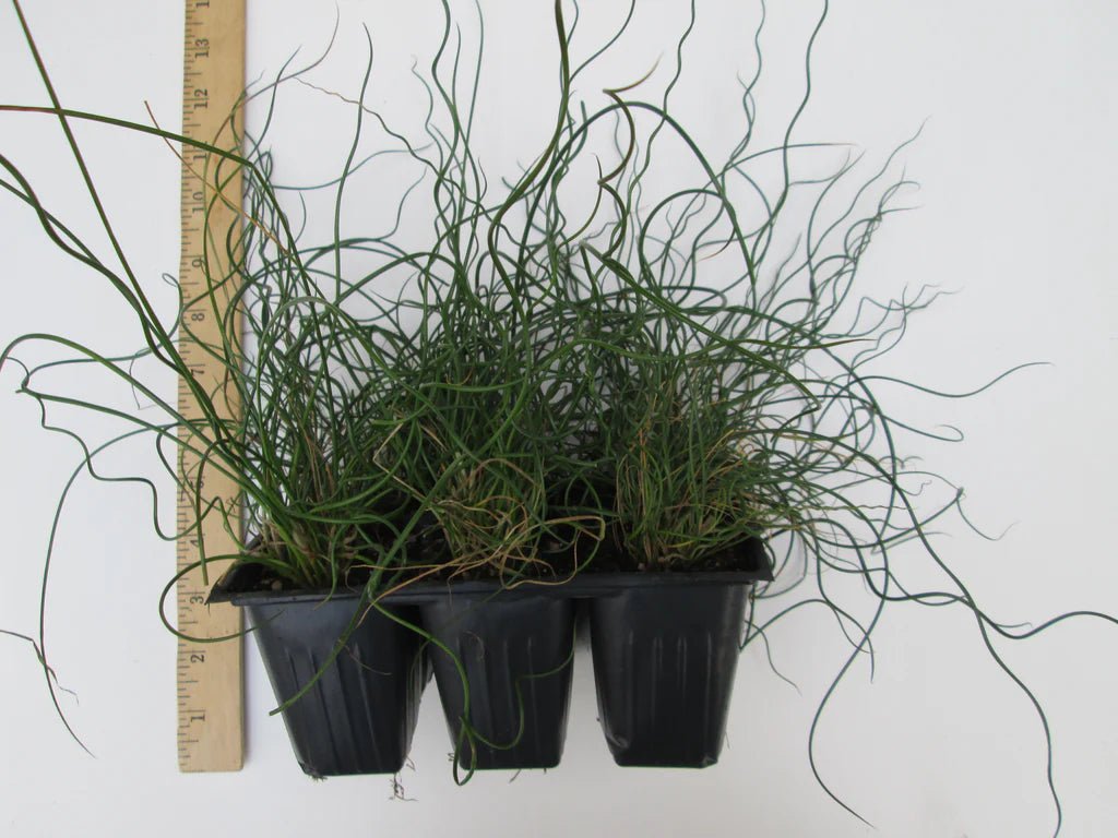 Corkscrew Rush Totally Twisted (Juncus effusus) - Ladybird Nursery