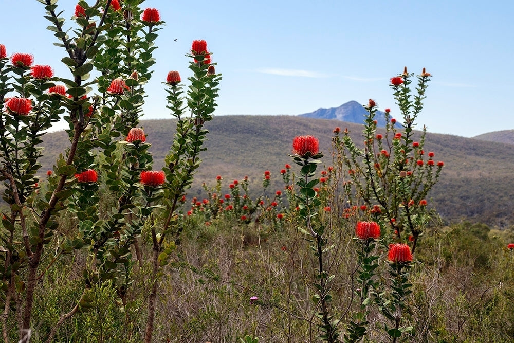 Scarlet Banksia (Banksia coccinea)