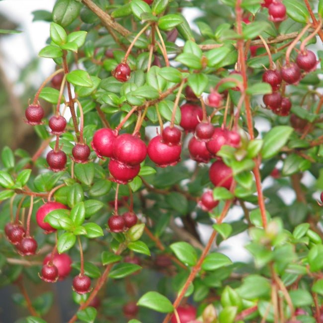 Ugni ( Tazziberry ) - Ladybird Nursery