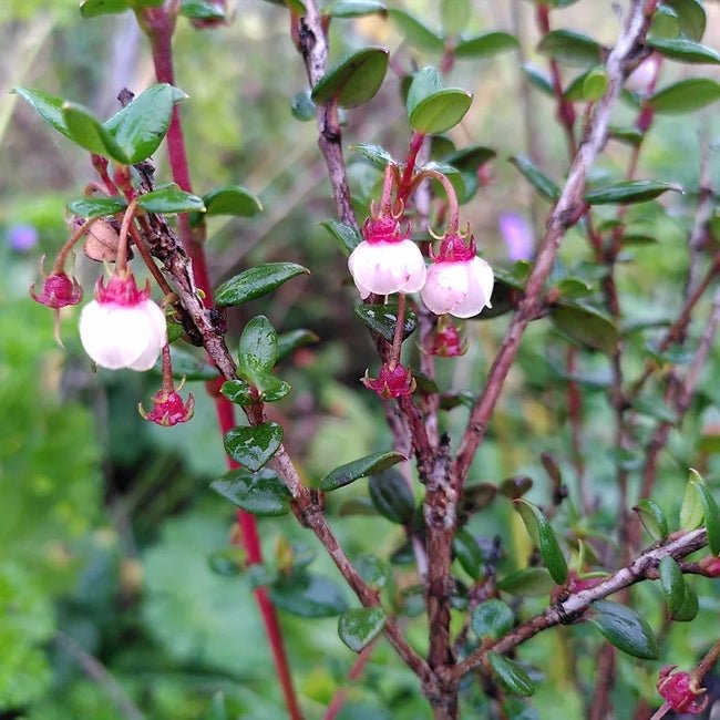Ugni ( Tazziberry ) - Ladybird Nursery