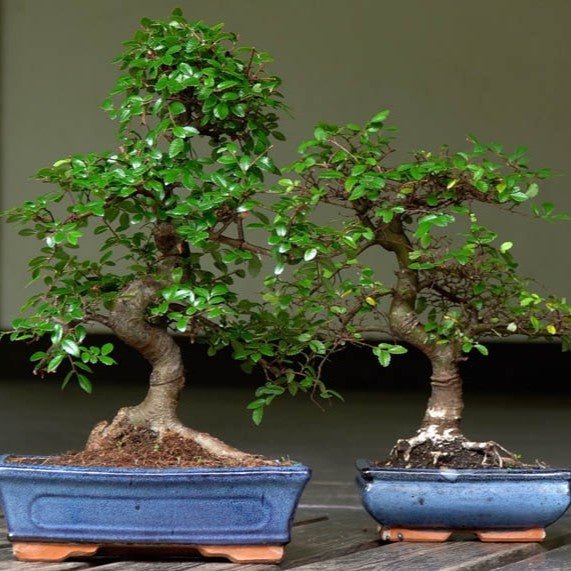 Chinese Elm Bonsai Starter (Ulmus parvifolia) - Ladybird Nursery