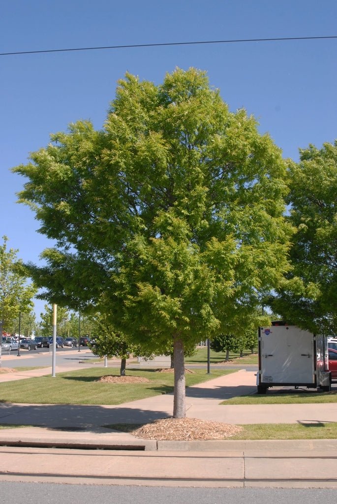 Chinese Elm (Ulmus parvifolia) - Ladybird Nursery