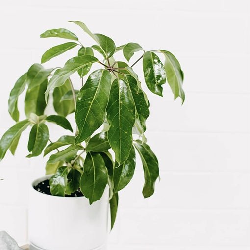 Umbrella Tree Alpine Junior (Schefflera) - Ladybird Nursery