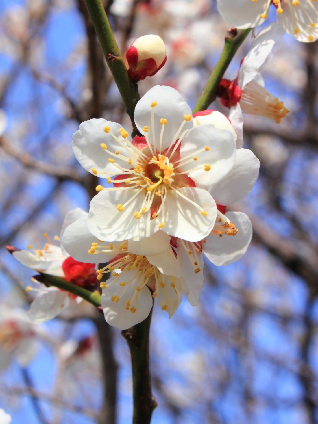 Ume (Prunus mume) - Ladybird Nursery