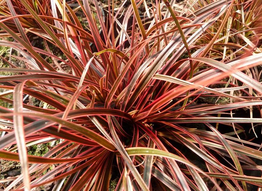 Red Hook Sedge Belindas Find (Uncinia rubra)