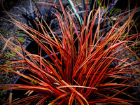 Red Hook Sedge Belindas Find Tissue culture (Uncinia rubra)