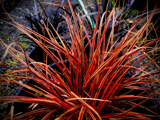 Red Hook Sedge Belindas Find Tissue culture (Uncinia rubra)