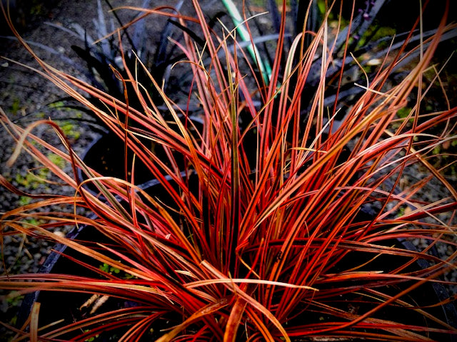 Red Hook Sedge Belindas Find Tissue culture (Uncinia rubra)