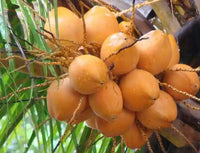 Malay Dwarf Gold Coconut Tree