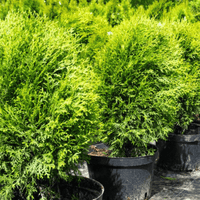 Bald Cypress Osmaston Compact (Taxodium distichum) - Ladybird Nursery