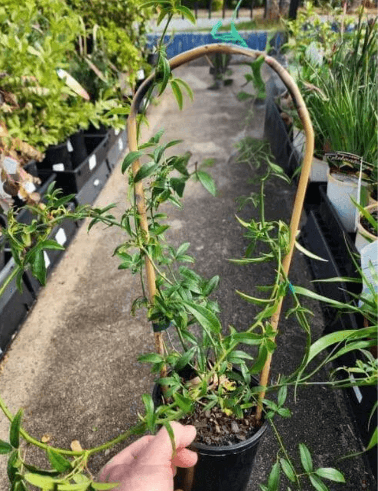 African Rose Dayo (Anisodontea African)